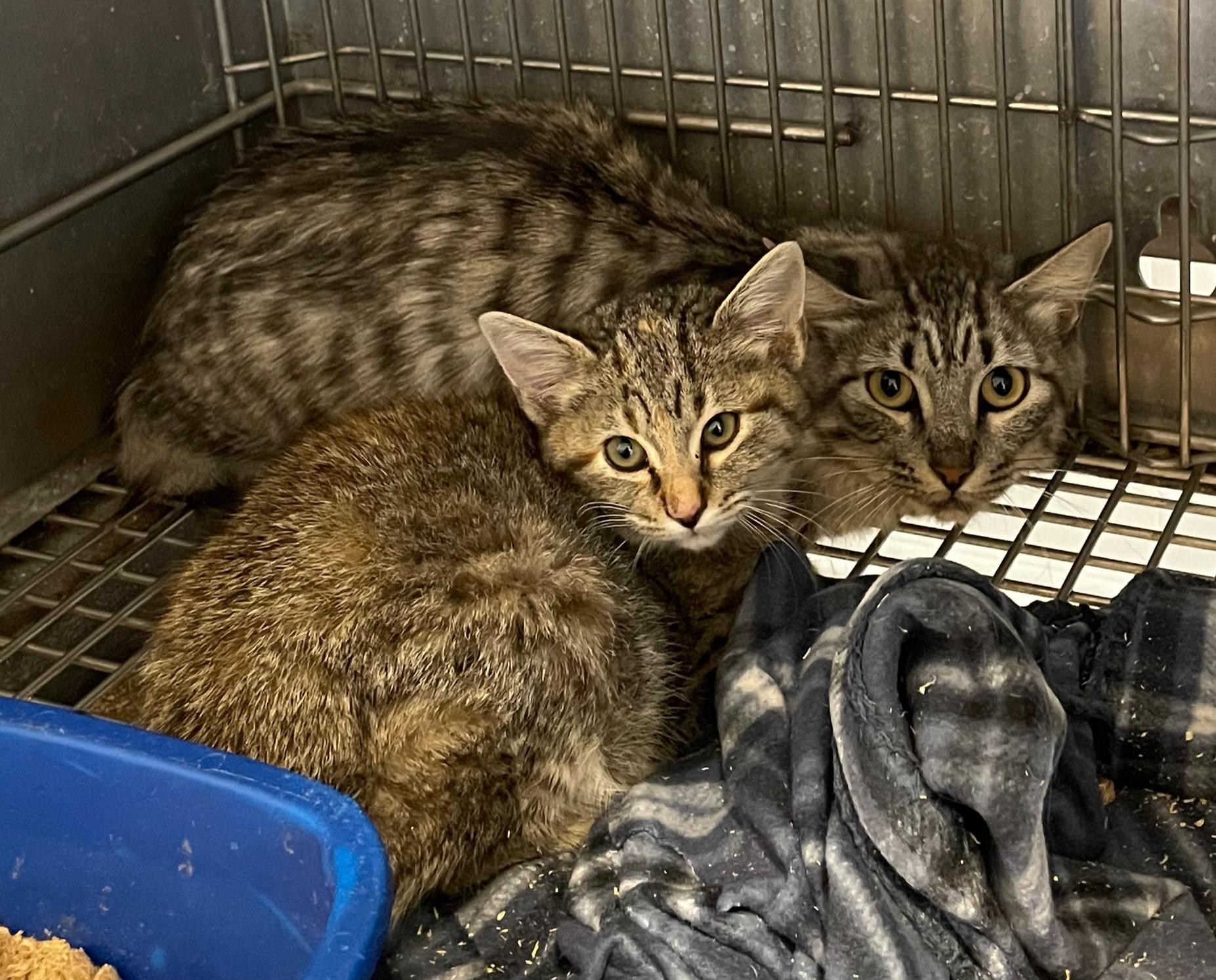Enlarge Baby and Ruthie, a ADOPTABLE Domestic Short Hair in Portales, NM image 1/1