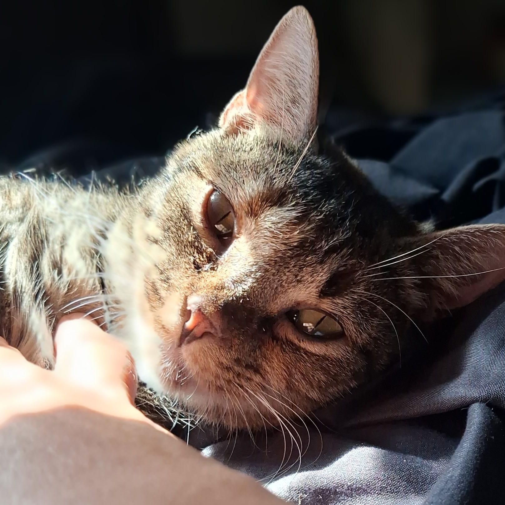 Enlarge Addie, a Adoptable Domestic Short Hair in Easley, SC image 2/6