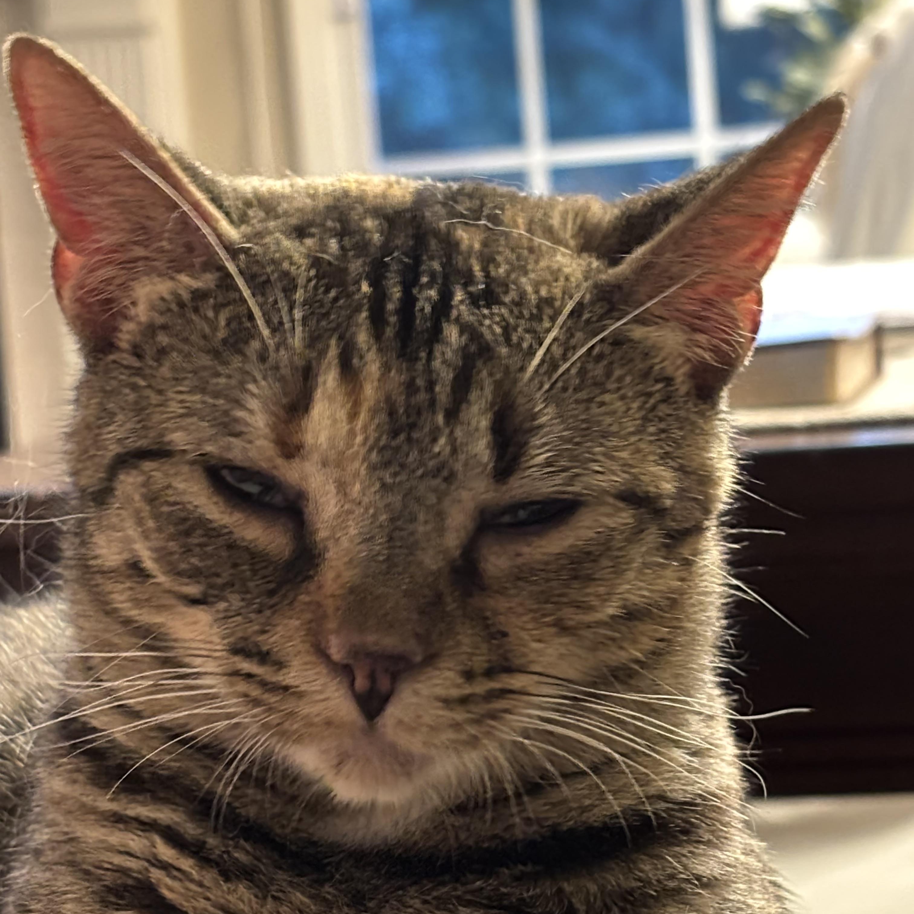Enlarge Addie, a Adoptable Domestic Short Hair in Easley, SC image 3/6