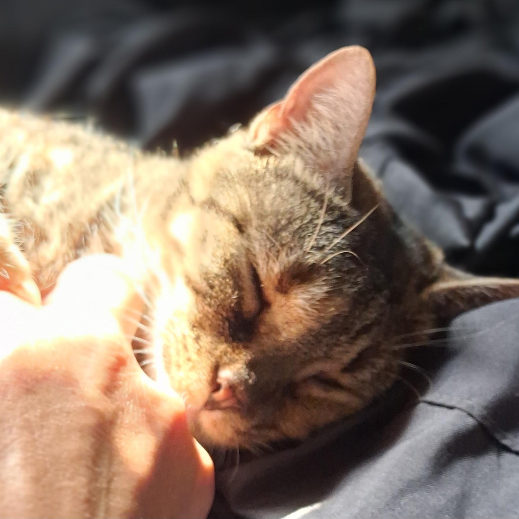 Addie, Adoptable, Adult Female Domestic Short Hair.