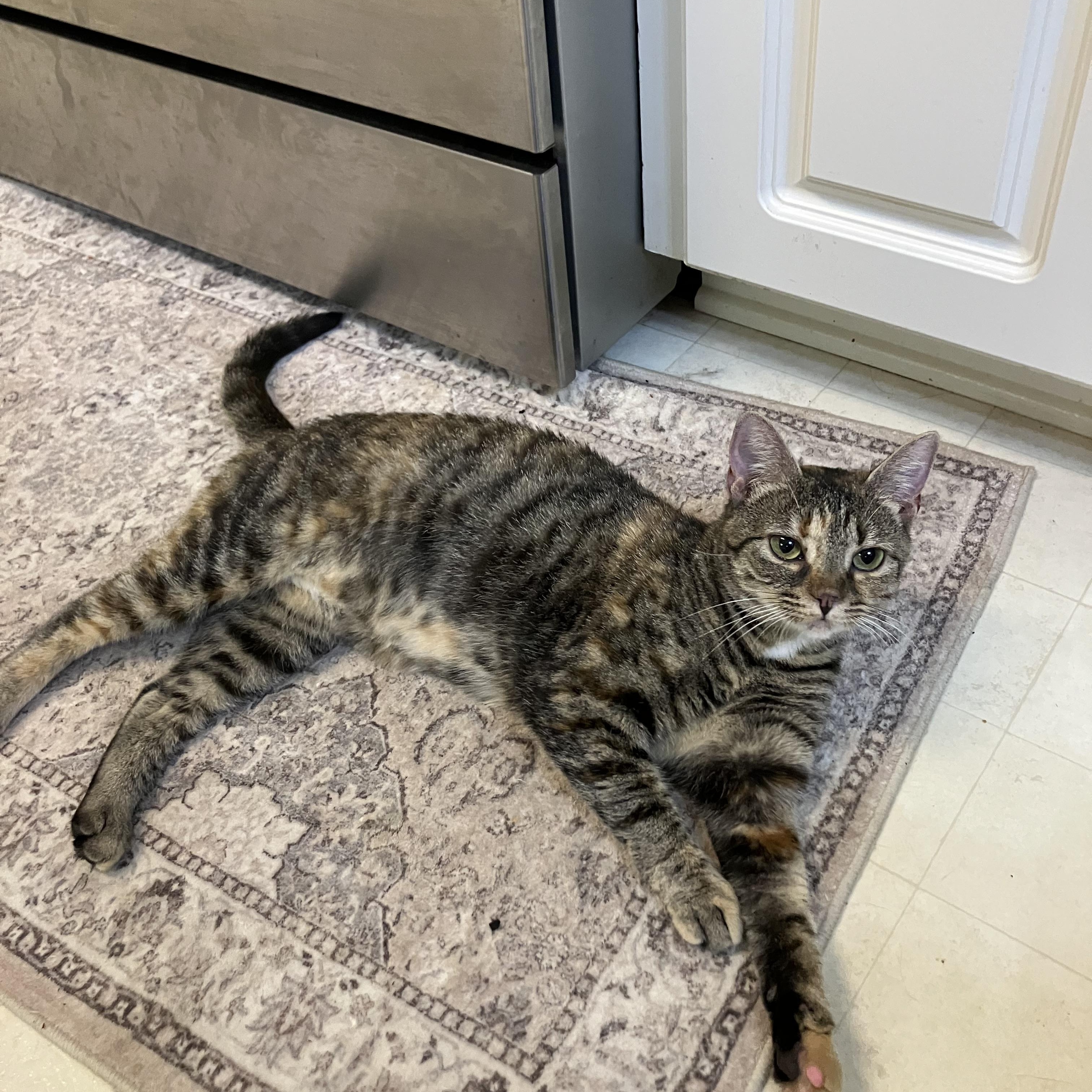 Enlarge Addie, a Adoptable Domestic Short Hair in Easley, SC image 4/6