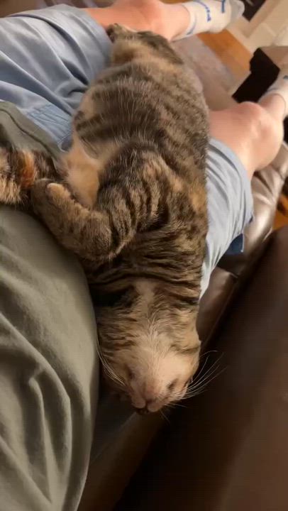 Enlarge Addie, a Adoptable Domestic Short Hair in Easley, SC video 6/6