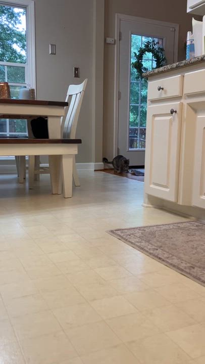 Enlarge Addie, a Adoptable Domestic Short Hair in Easley, SC video 5/6