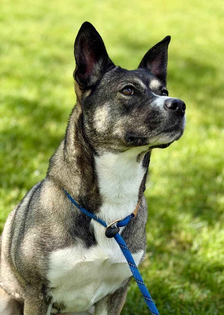 Enlarge LUNA, a Adoptable Husky in Wintersville, OH image 1/3