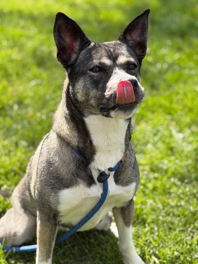 Enlarge LUNA, a Adoptable Husky in Wintersville, OH image 2/3