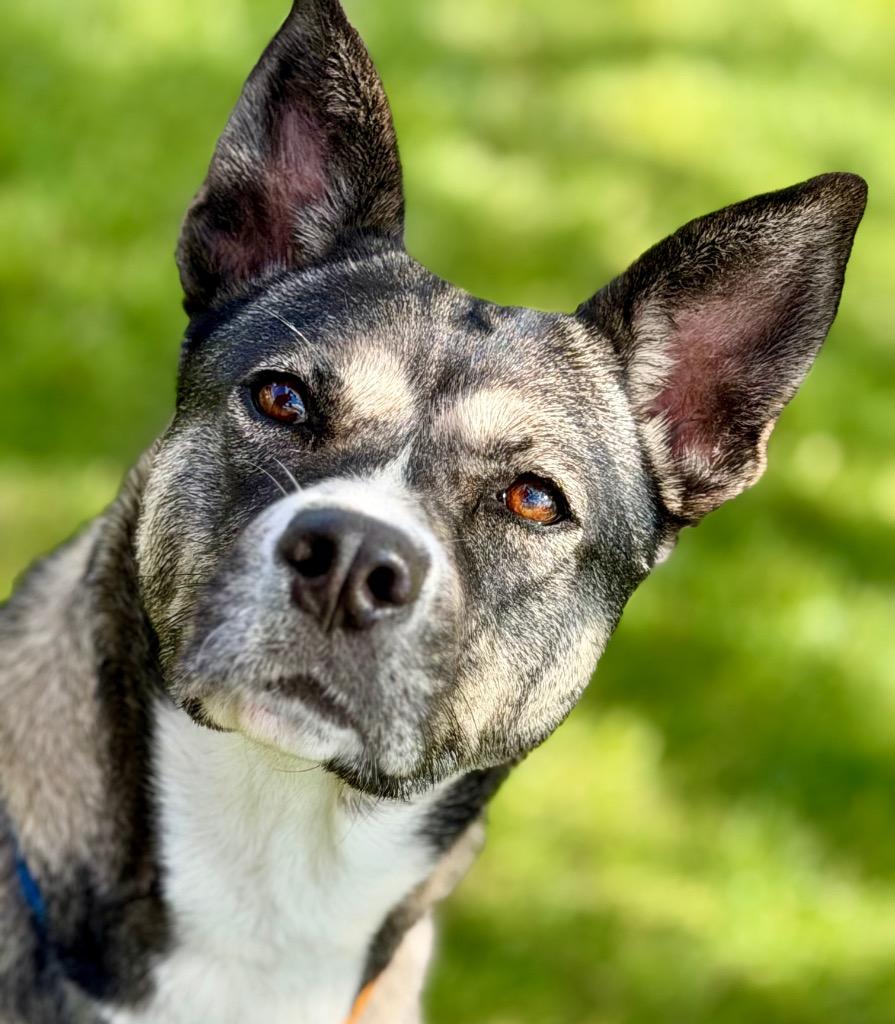 Enlarge LUNA, a Adoptable Husky in Wintersville, OH image 3/3