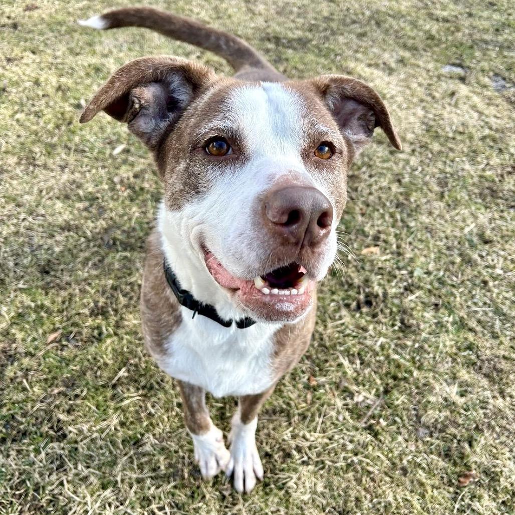 Enlarge Kirby, a Adoptable mixed breed in Deerfield, IL image 1/6