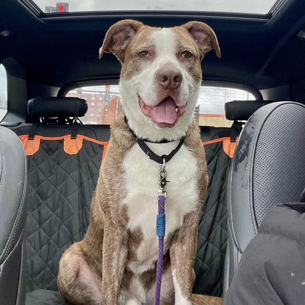 Enlarge Kirby, a Adoptable mixed breed in Deerfield, IL image 2/6