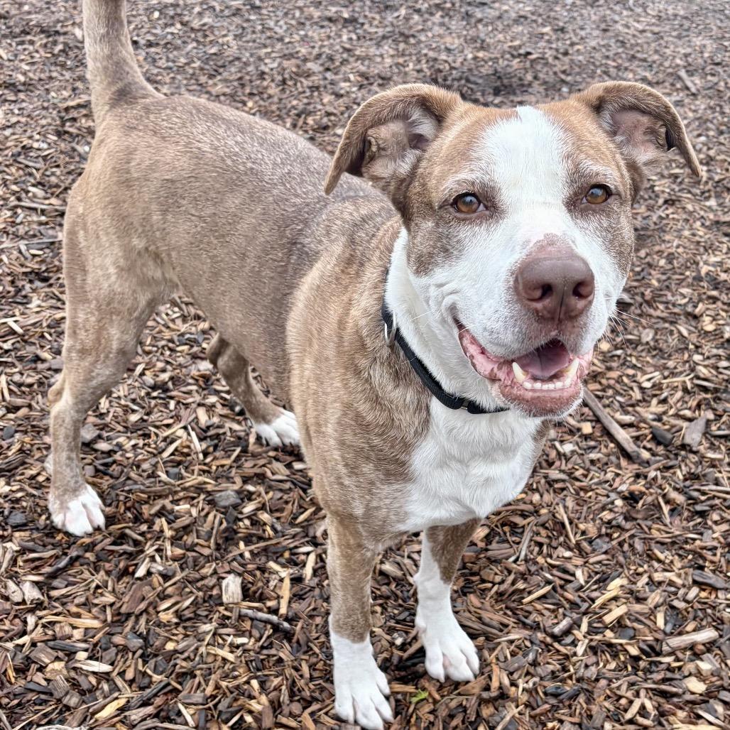 Enlarge Kirby, a Adoptable mixed breed in Deerfield, IL image 3/6