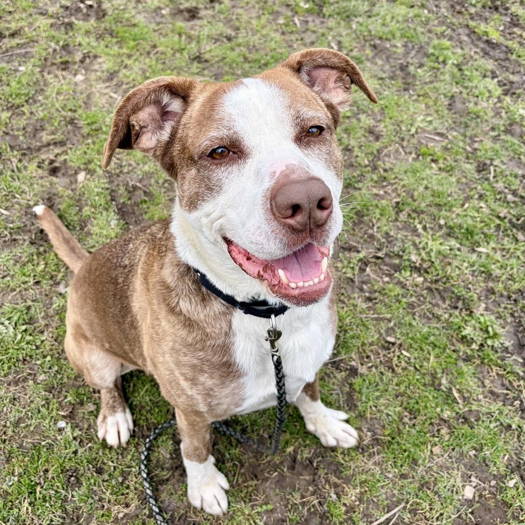 Enlarge Kirby, a Adoptable mixed breed in Deerfield, IL image 4/6