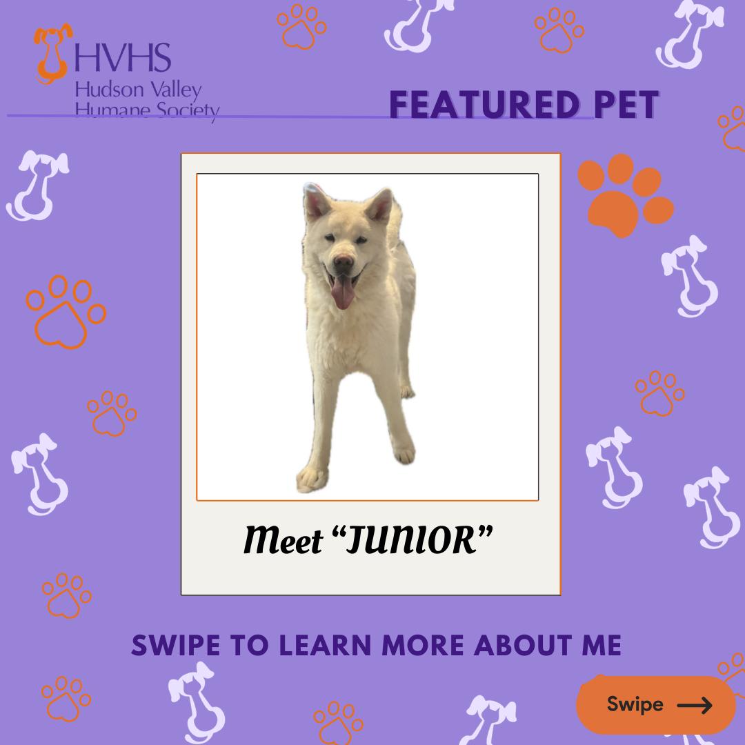 JUNIOR, Adoptable, Young Male Akita & Mixed Breed.