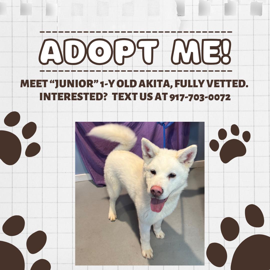 Enlarge JUNIOR, a Adoptable mixed breed in Pomona, NY image 1/1