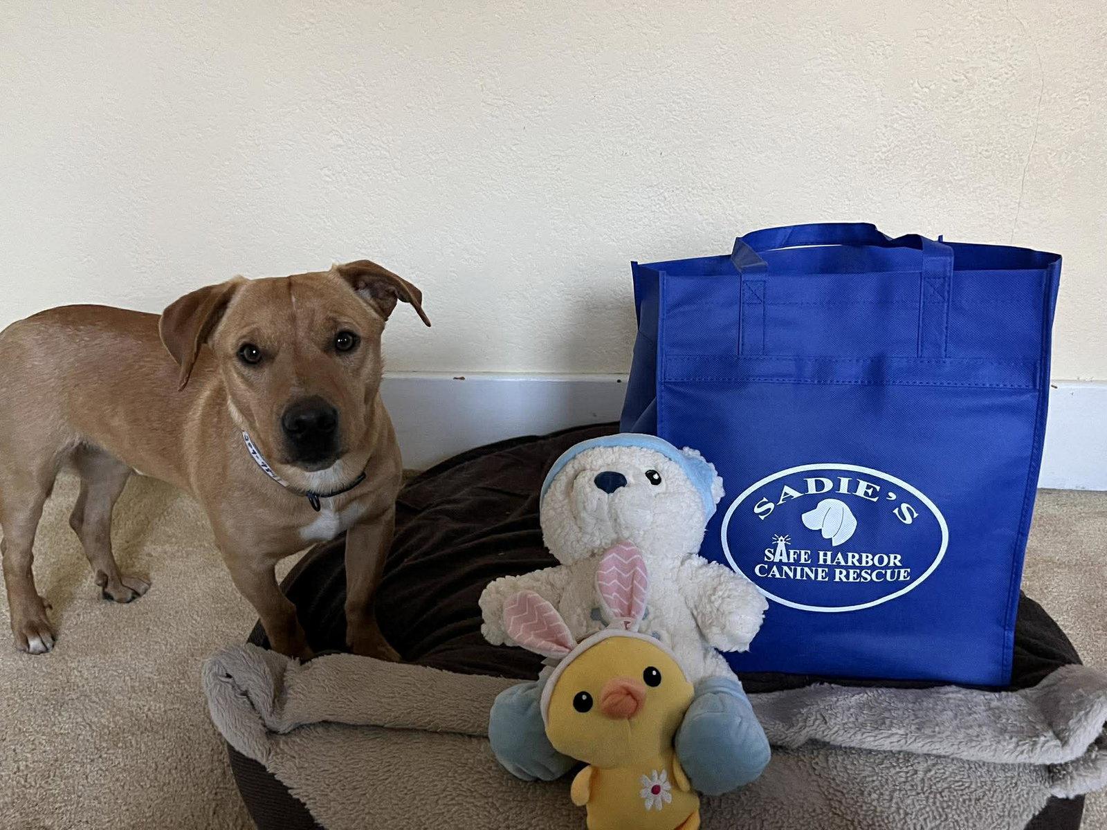 Harry, Adoptable, Adult Male Dachshund.