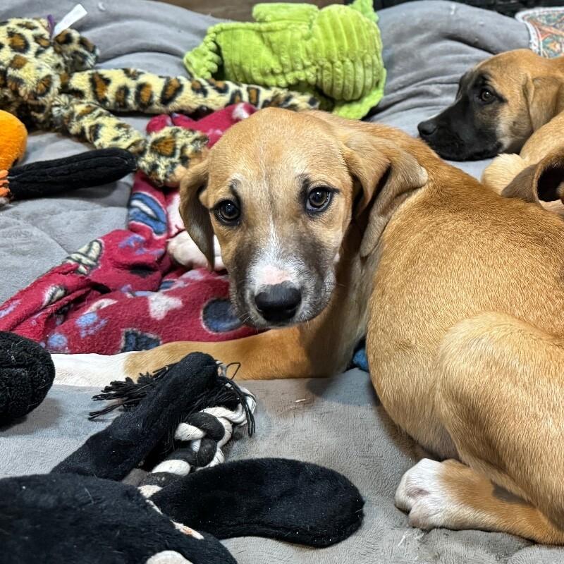 KAYCE DUTTON, a Adoptable mixed breed in lawton, OK image 1/3