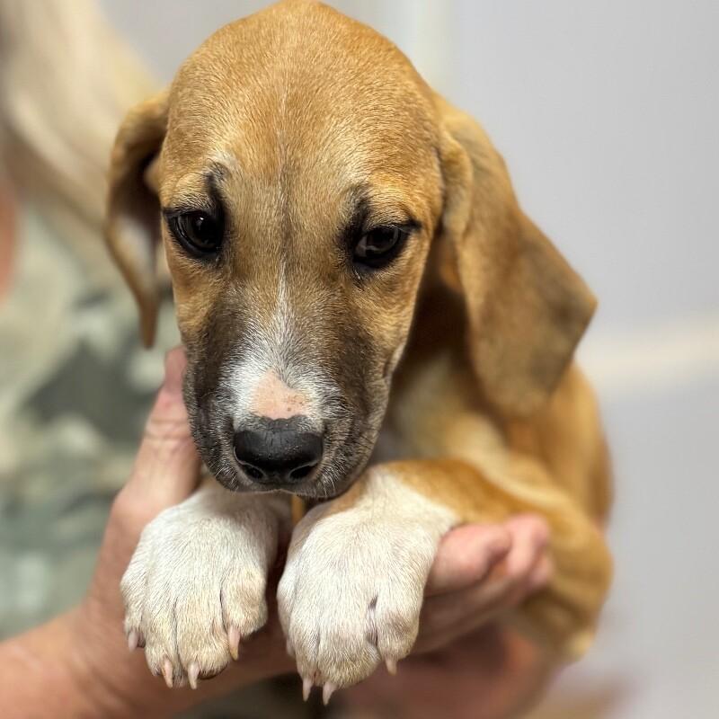 KAYCE DUTTON, a Adoptable mixed breed in lawton, OK image 2/3