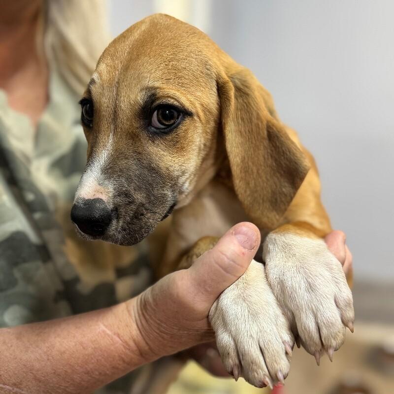 KAYCE DUTTON, a Adoptable mixed breed in lawton, OK image 3/3