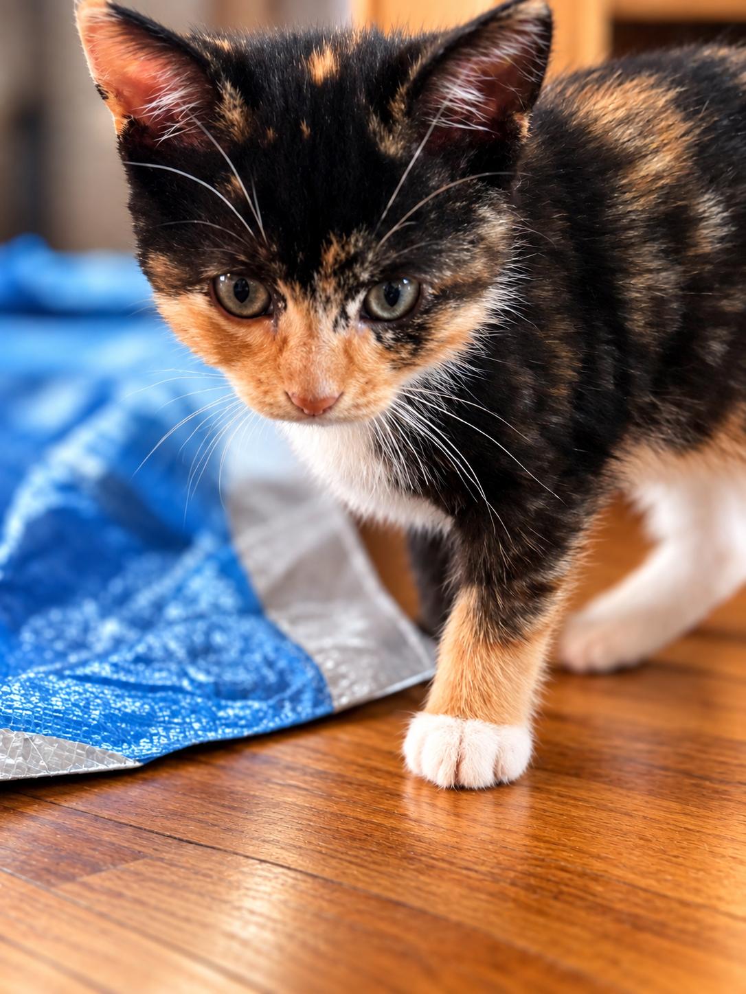 Maizey, Adopted, Kitten Female Domestic Short Hair.
