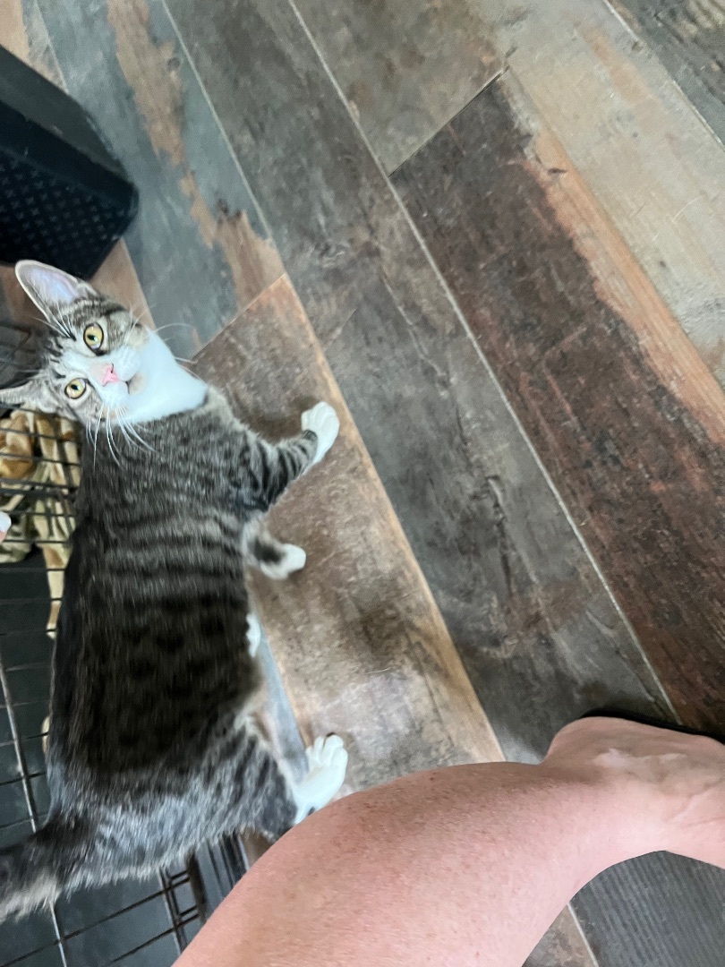 Logan, Adoptable, Young Male Domestic Short Hair.