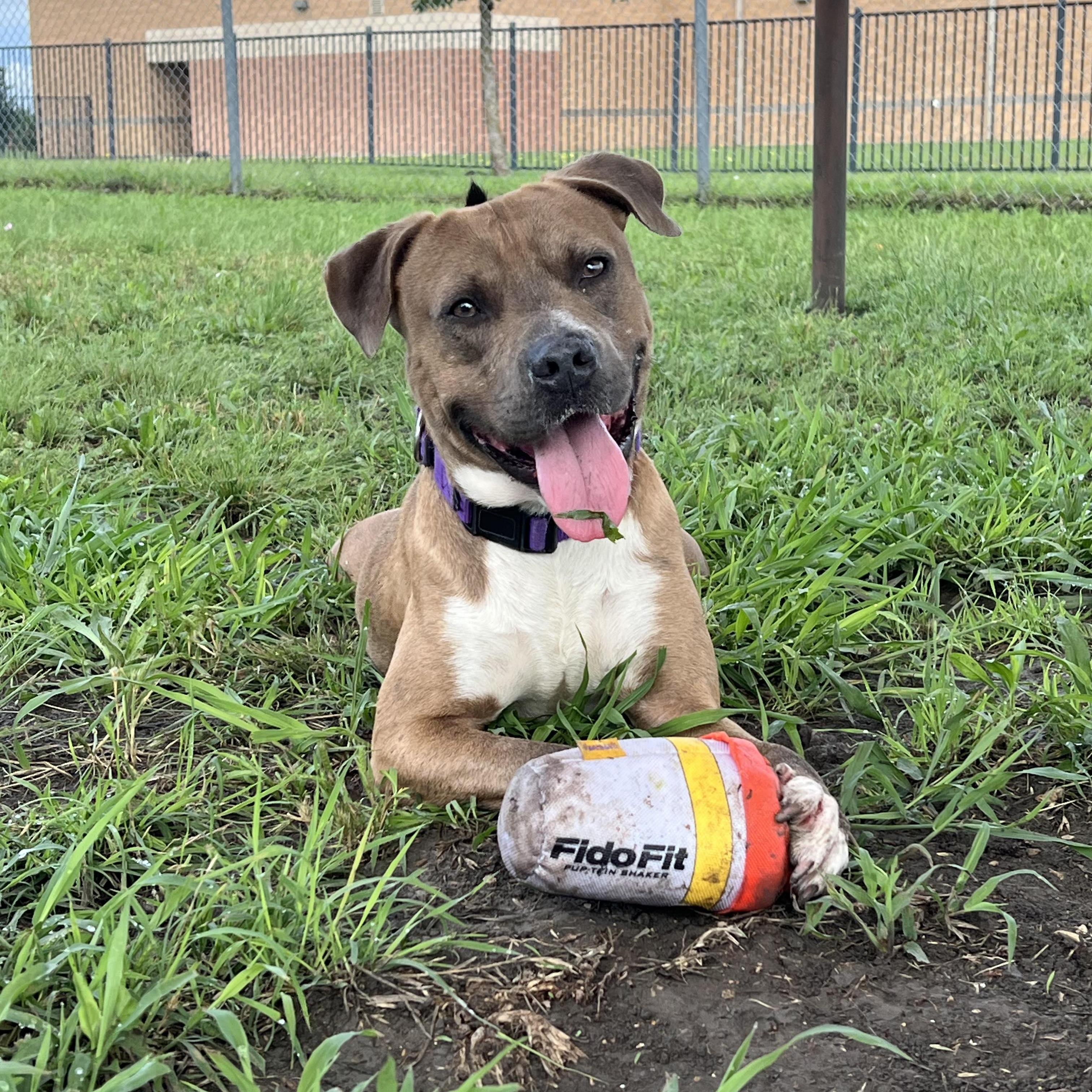 Earl, a Adoptable Mixed Breed in Georgetown, TX image 1/6