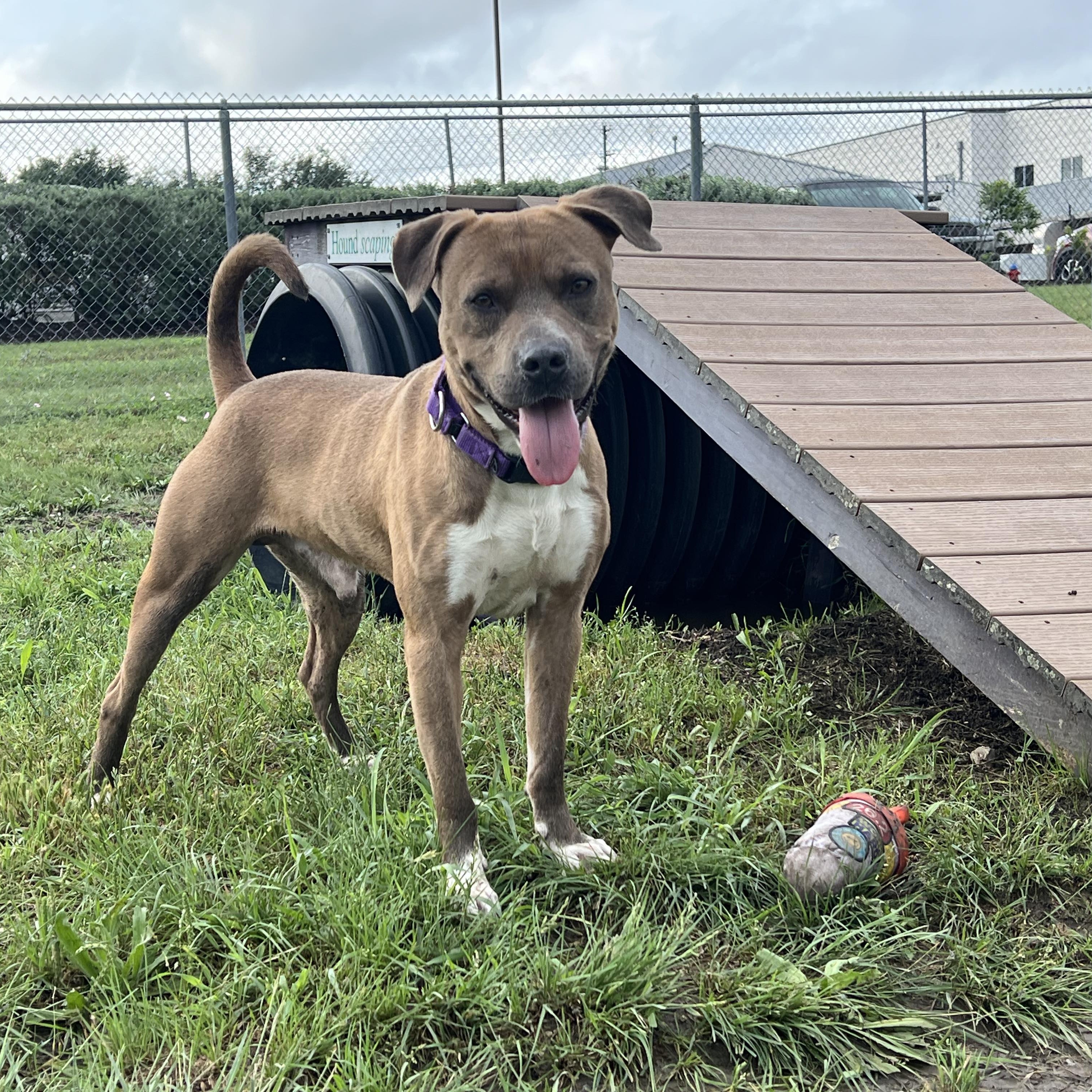 Earl, a Adoptable Mixed Breed in Georgetown, TX image 4/6