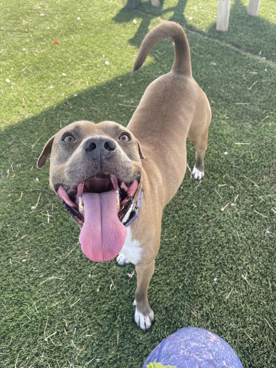 Earl, a Adoptable Mixed Breed in Georgetown, TX image 2/6