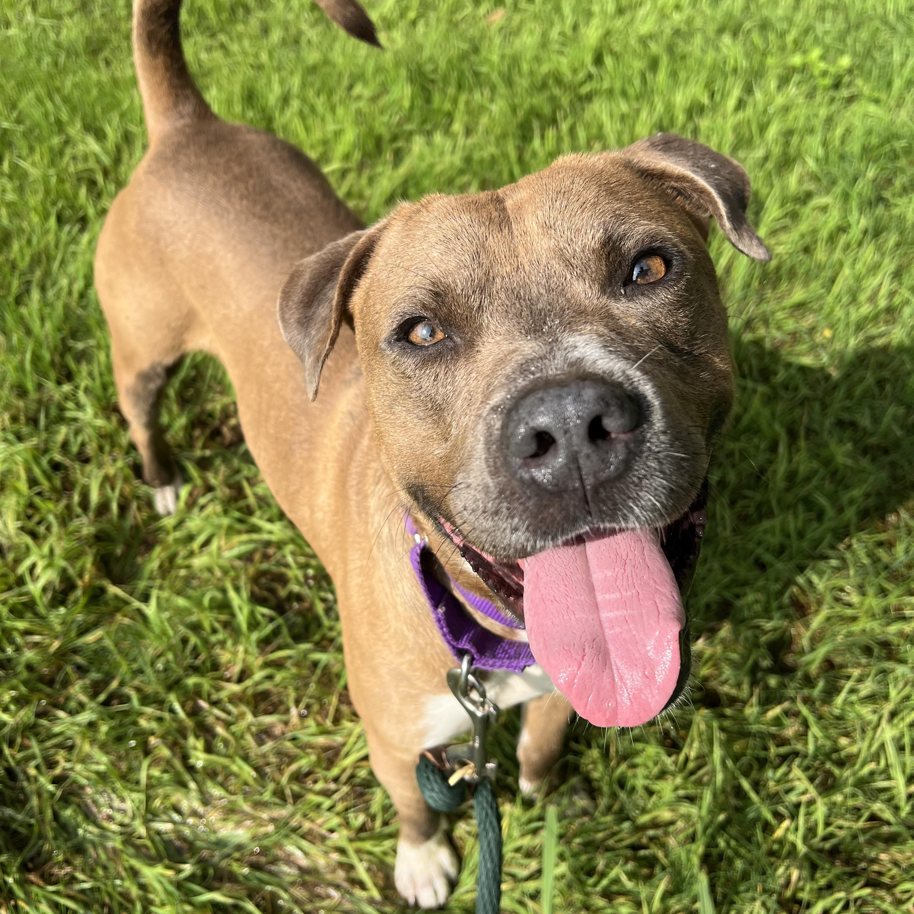 Earl, a Adoptable Mixed Breed in Georgetown, TX image 5/6