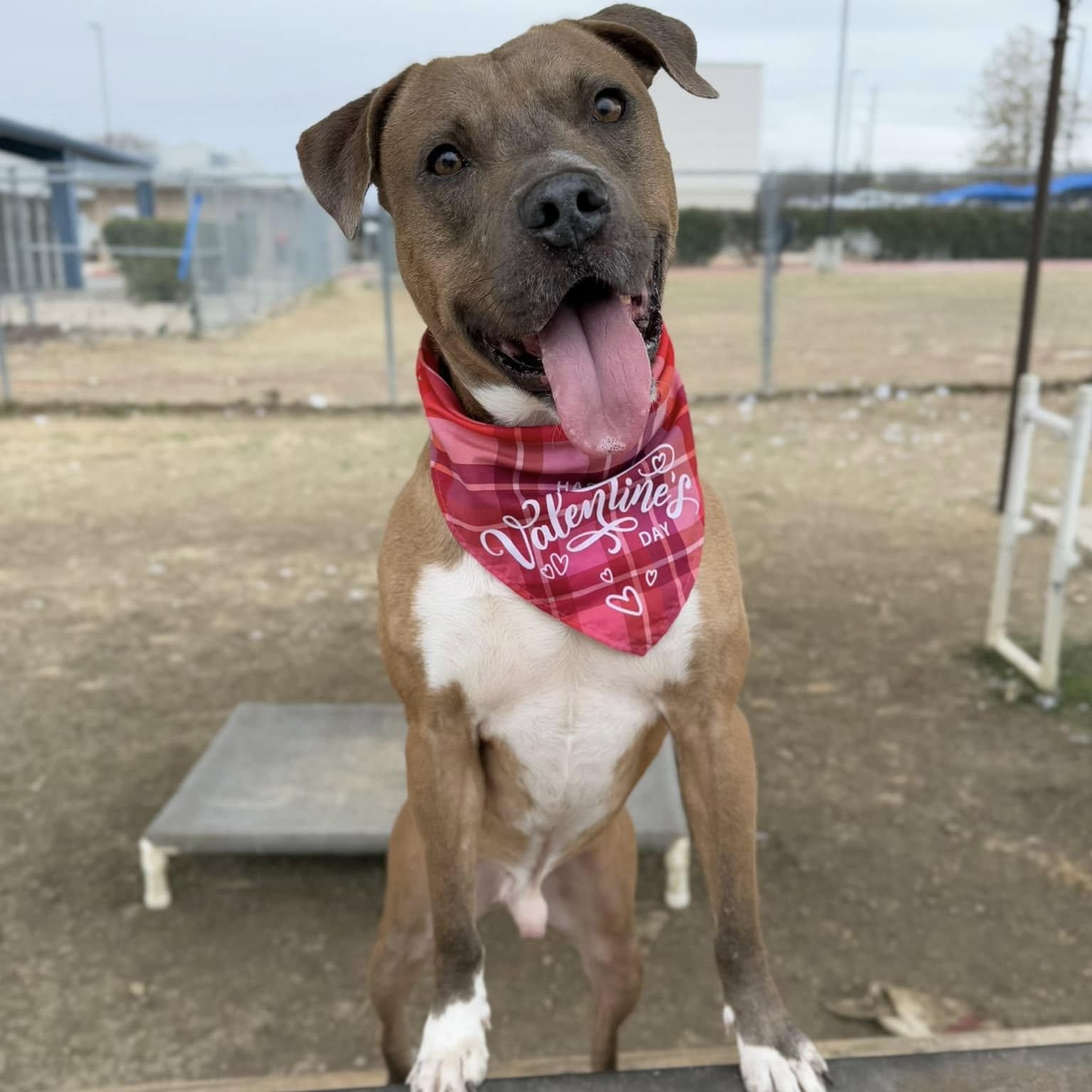 Earl, a Adoptable Mixed Breed in Georgetown, TX image 3/6