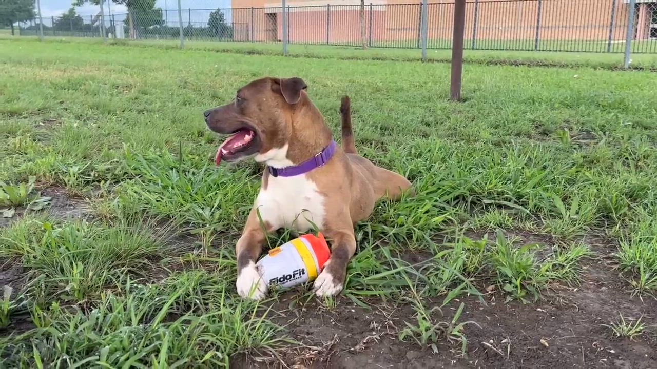 Enlarge Earl, a Adoptable Mixed Breed in Georgetown, TX video 6/6