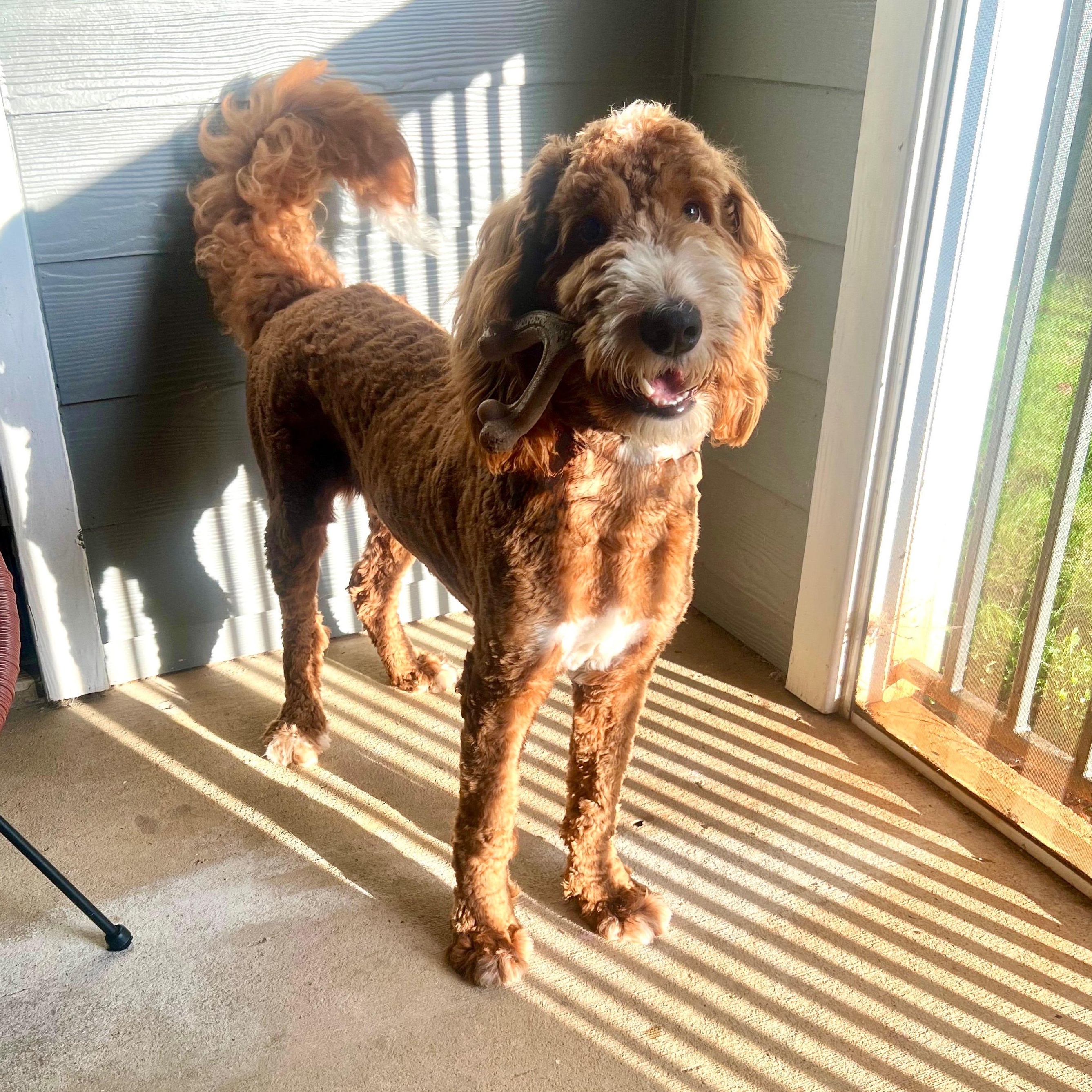 Enlarge DEUCE-NORTH CAROLINA, a Adoptable Goldendoodle in WILMINGTON, NC image 2/6