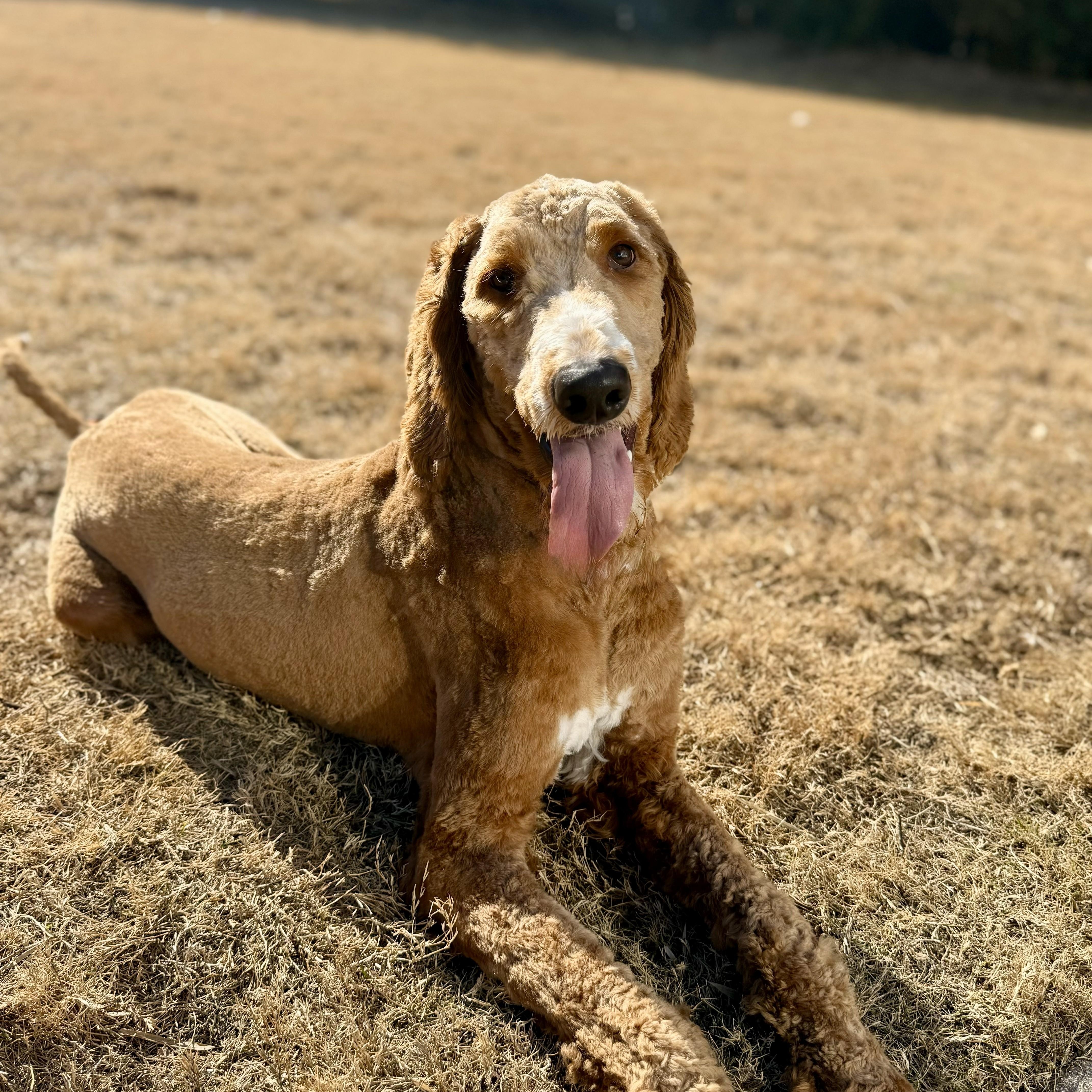 Enlarge DEUCE-NORTH CAROLINA, a Adoptable Goldendoodle in WILMINGTON, NC image 4/6