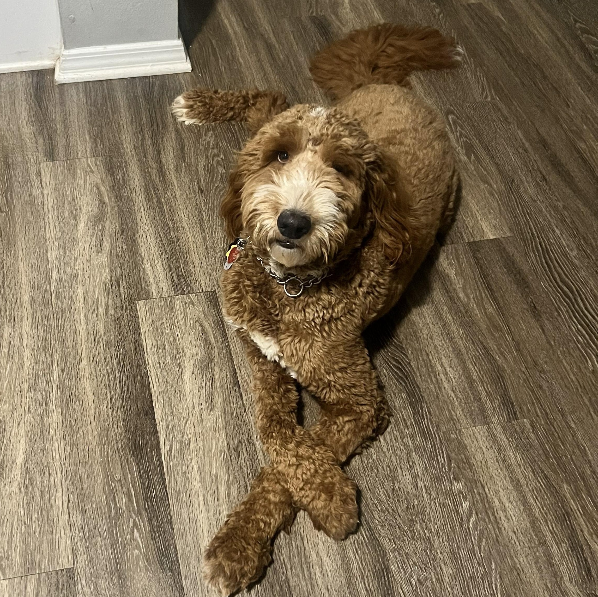 Enlarge DEUCE-NORTH CAROLINA, a Adoptable Goldendoodle in WILMINGTON, NC image 5/6