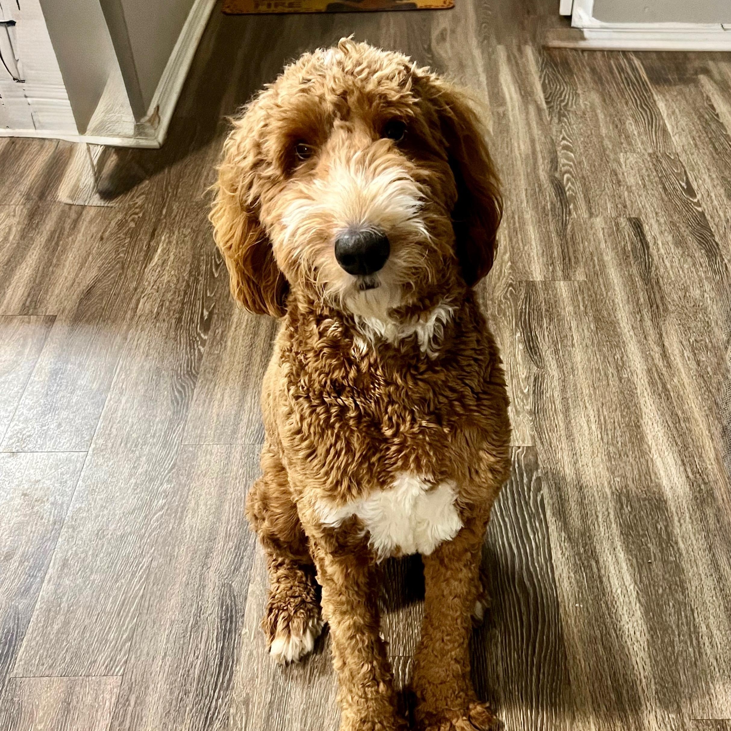 DEUCE-NORTH CAROLINA, Adoptable, Young Male Goldendoodle.