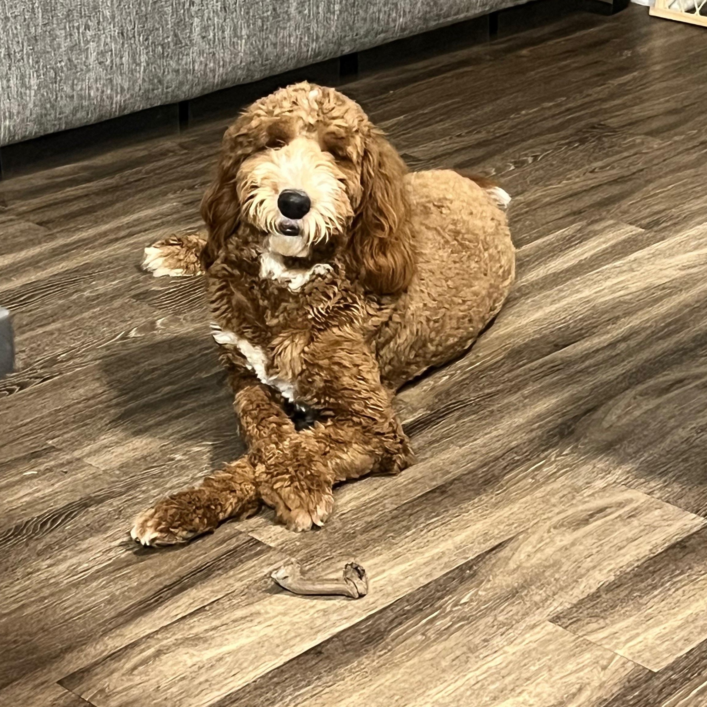 Enlarge DEUCE-NORTH CAROLINA, a Adoptable Goldendoodle in WILMINGTON, NC image 3/6