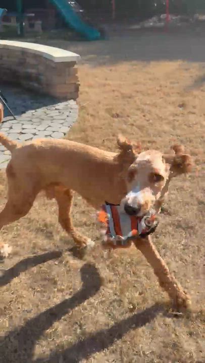 Enlarge DEUCE-NORTH CAROLINA, a Adoptable Goldendoodle in WILMINGTON, NC video 6/6