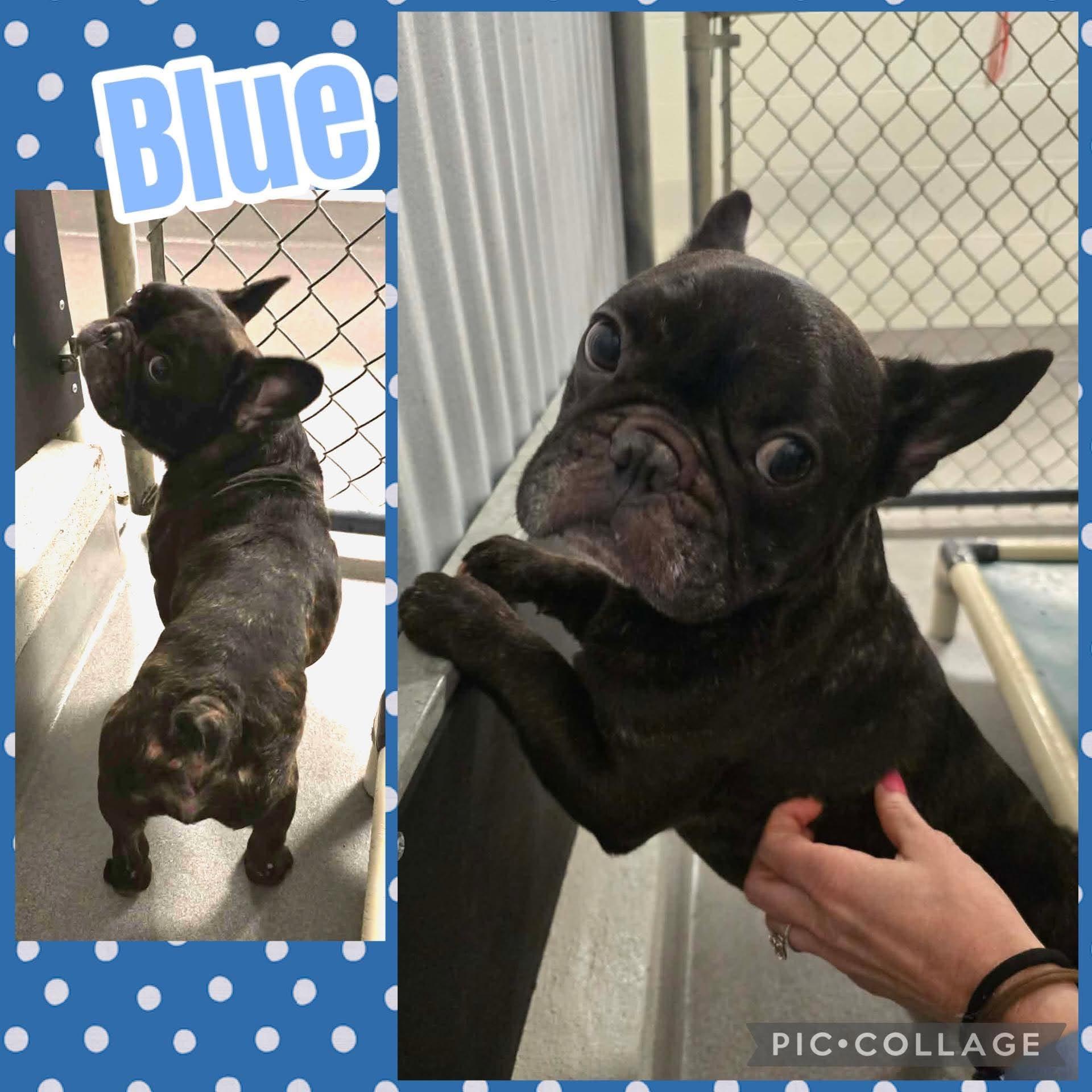 Enlarge Blue, an adopted mixed breed in Ringwood, NJ image 1/1