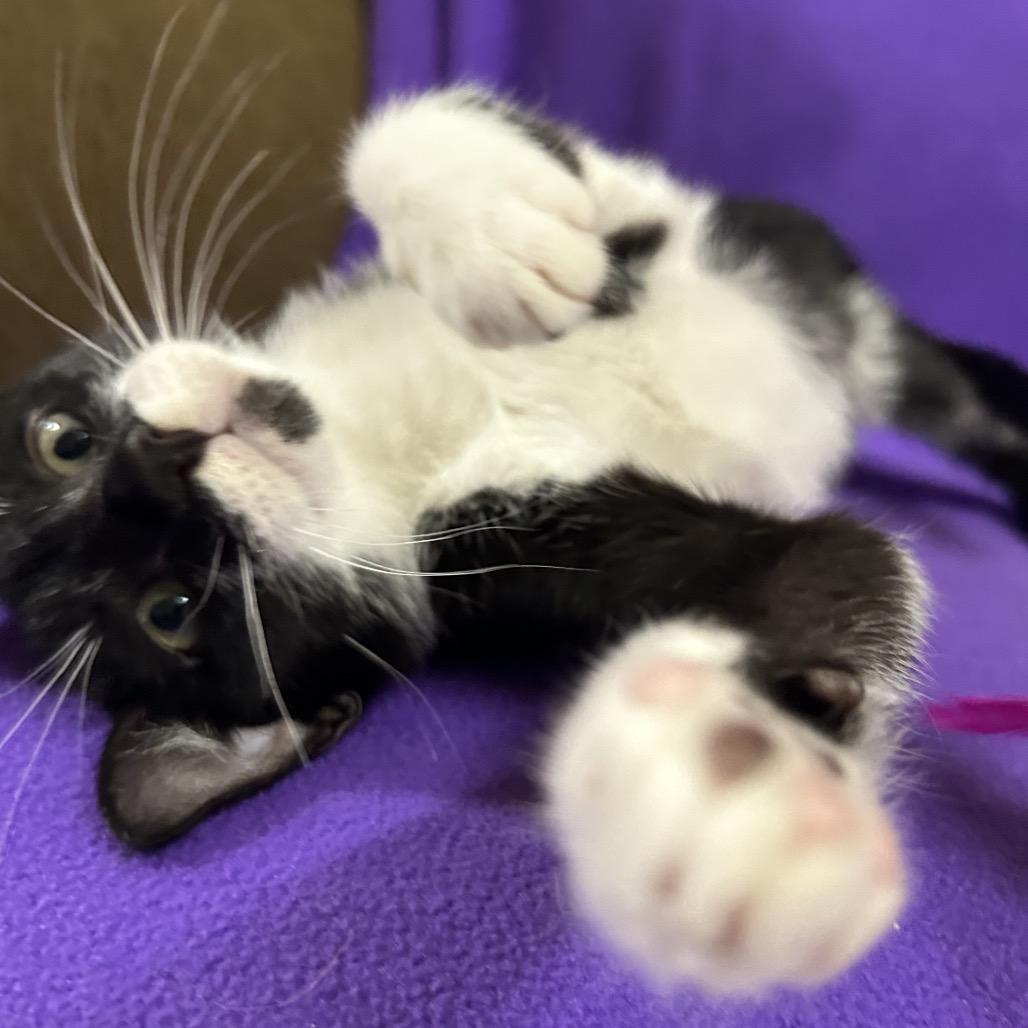 Fred, Adoptable, Kitten Male Domestic Short Hair.
