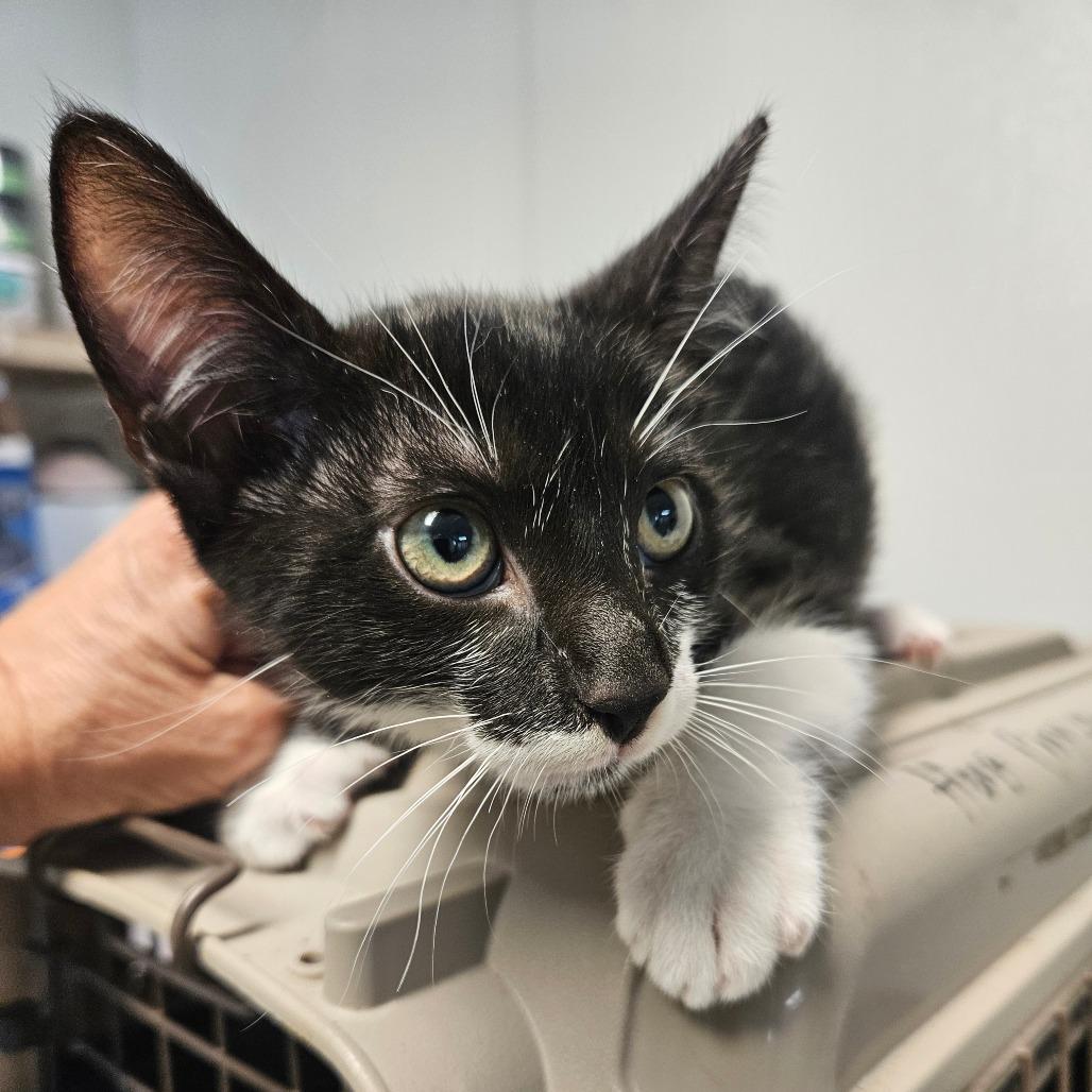 Enlarge Fred, a Adoptable Domestic Short Hair in Hattiesburg, MS image 2/5