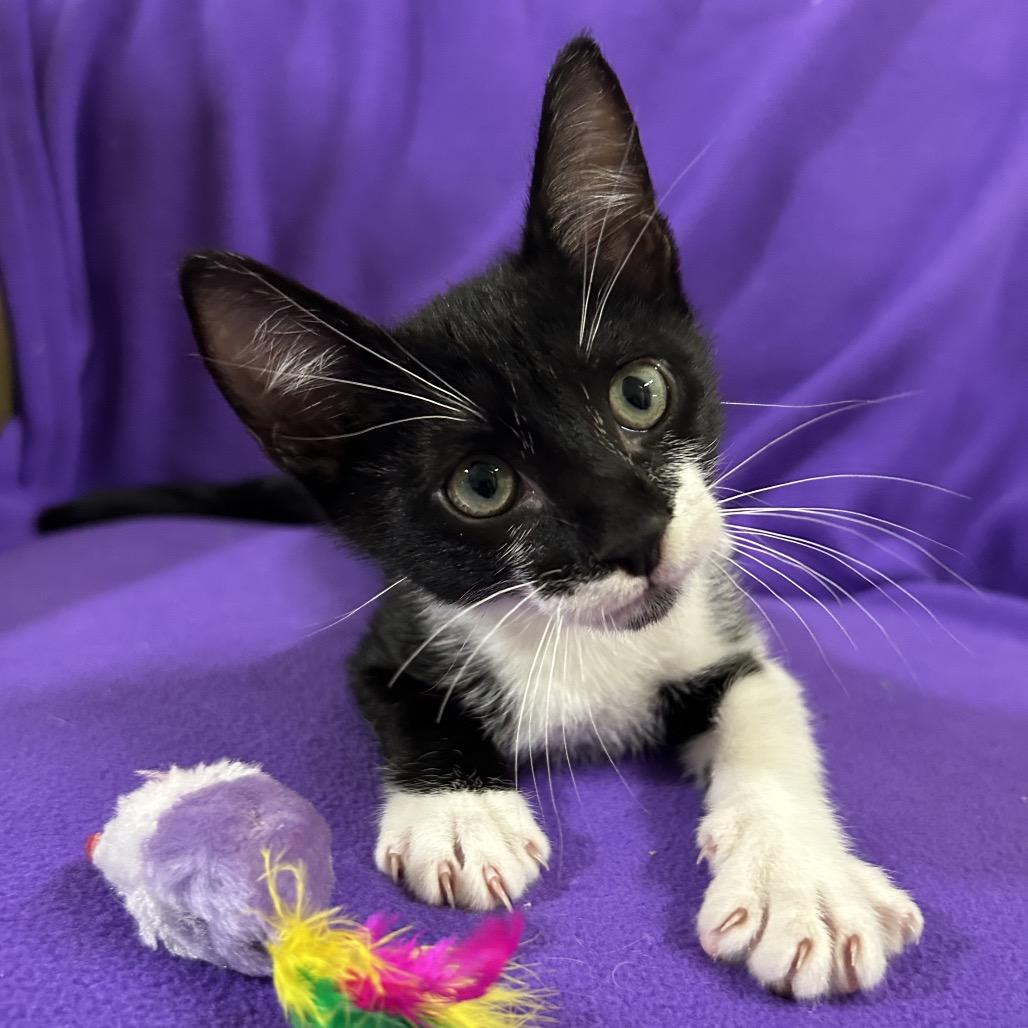 Enlarge Fred, a Adoptable Domestic Short Hair in Hattiesburg, MS image 3/5