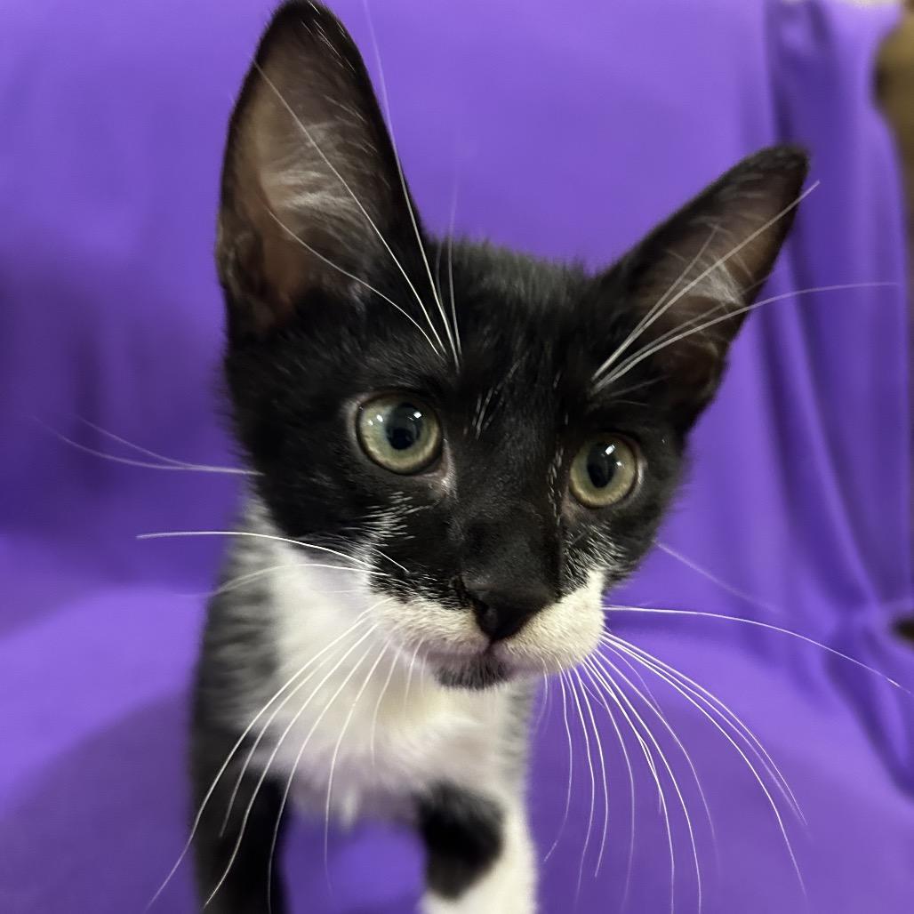 Enlarge Fred, a Adoptable Domestic Short Hair in Hattiesburg, MS image 4/5
