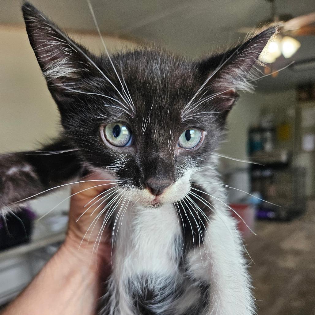 Enlarge Fred, a Adoptable Domestic Short Hair in Hattiesburg, MS image 5/5