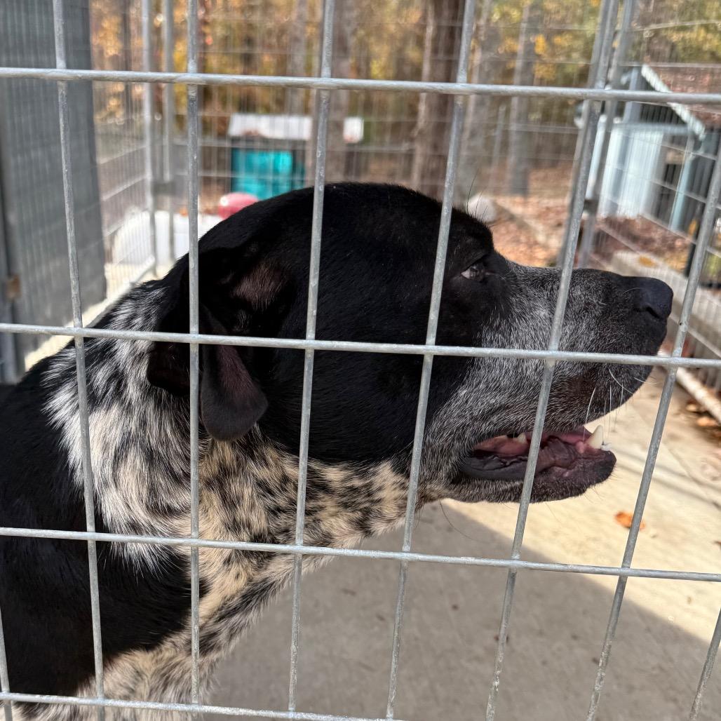 Bo Round, Adoptable, Adult Male Hound.