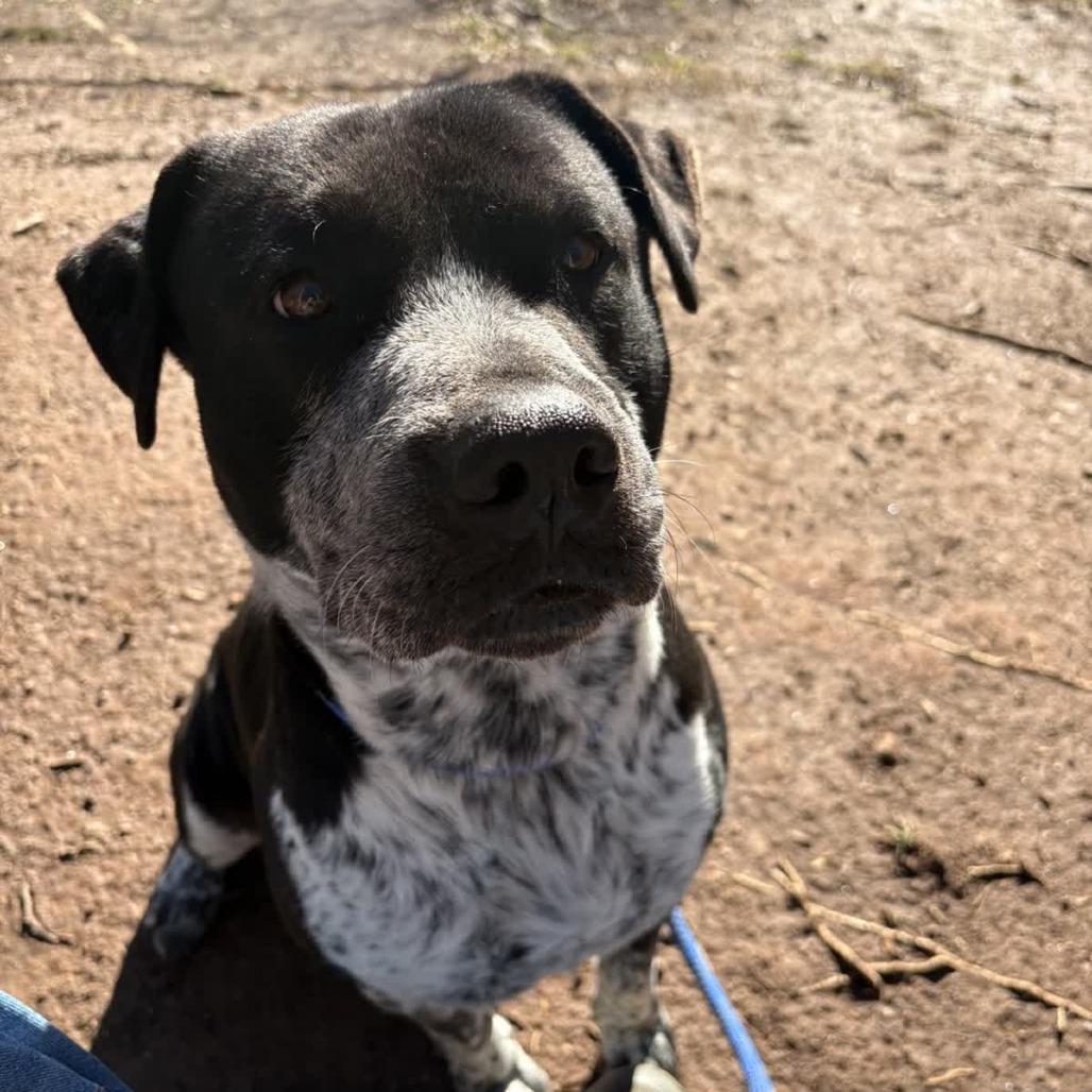 Enlarge Bo Round, a Adoptable mixed breed in Columbus, NC image 2/6