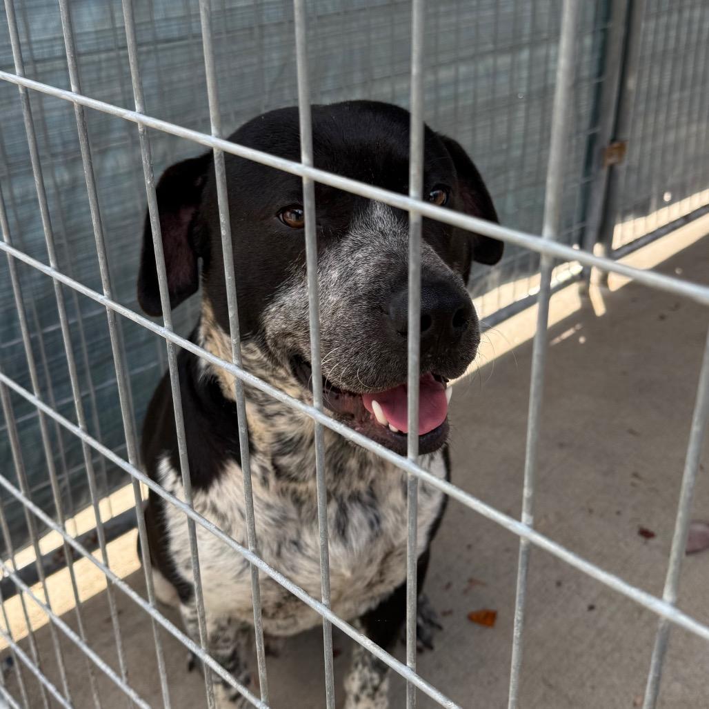 Bo Round, Adoptable, Adult Male Hound.