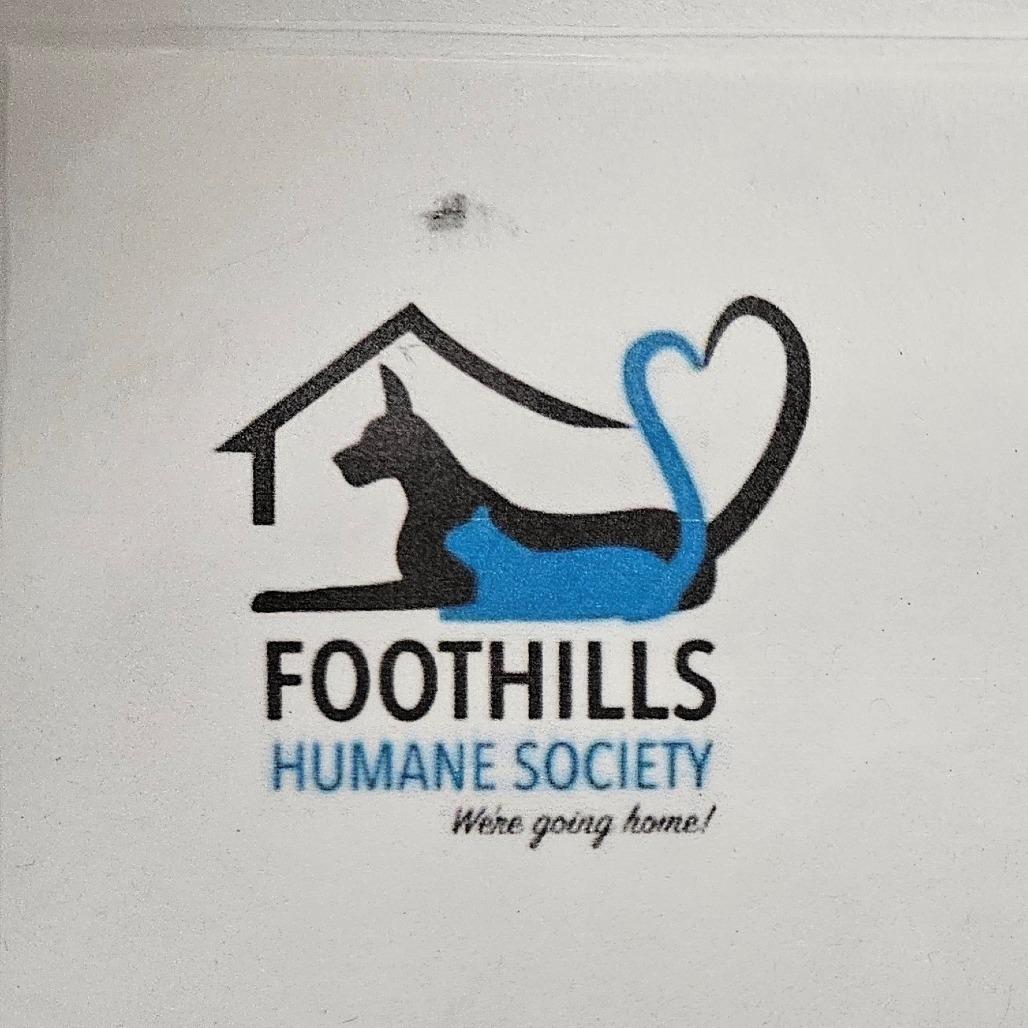 Bo Round, a Adoptable Hound image 2/5