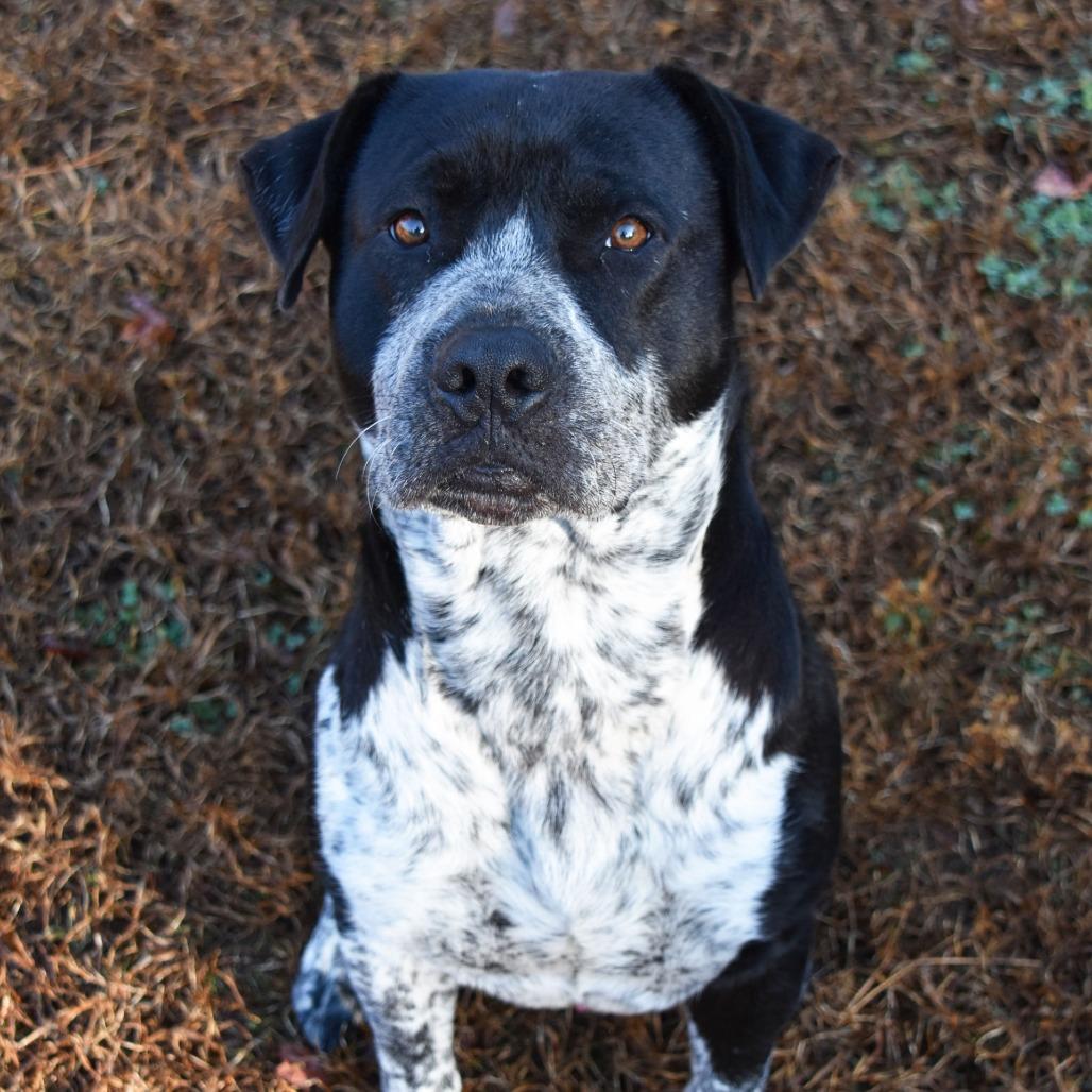 Bo Round, a Adoptable Hound image 3/5