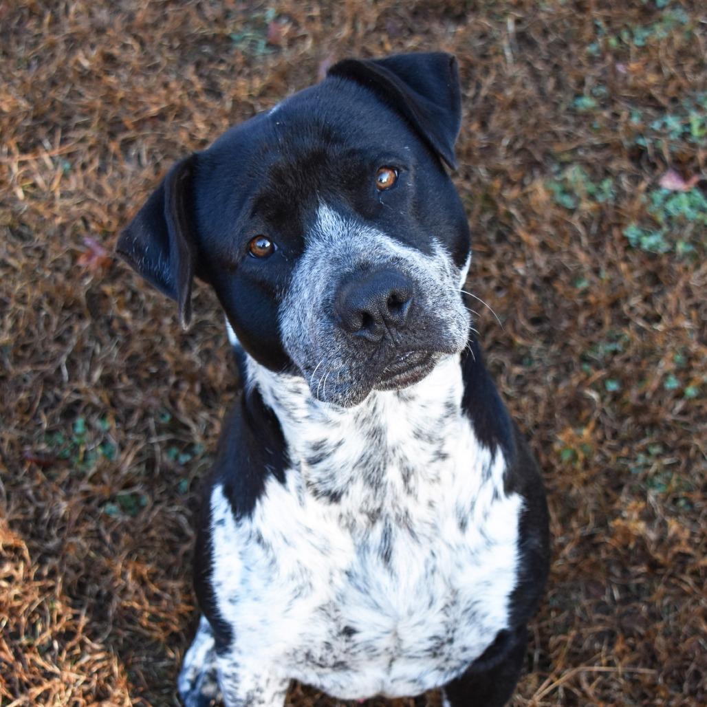 Bo Round, a Adoptable Hound image 4/5