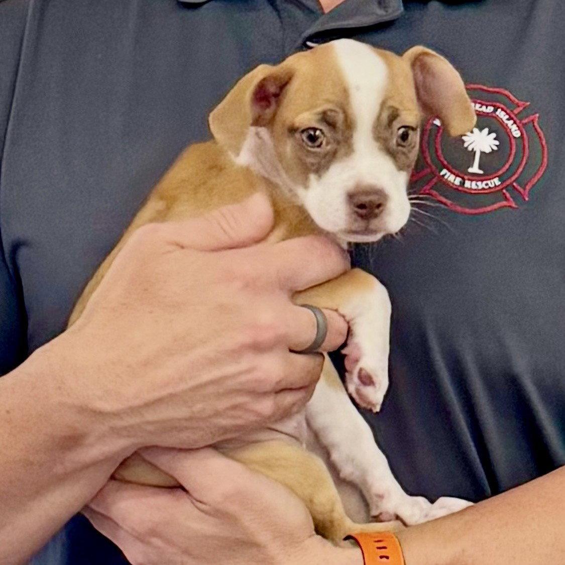 Enlarge Gisela, a Adopted Chihuahua in Hilton Head Island, SC image 1/2