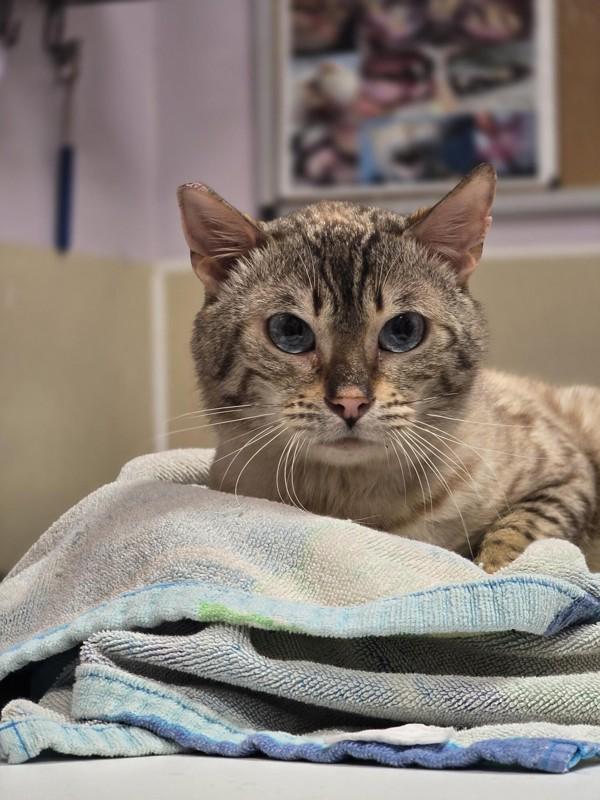 Devere, Adoptable, Adult Male Siamese.