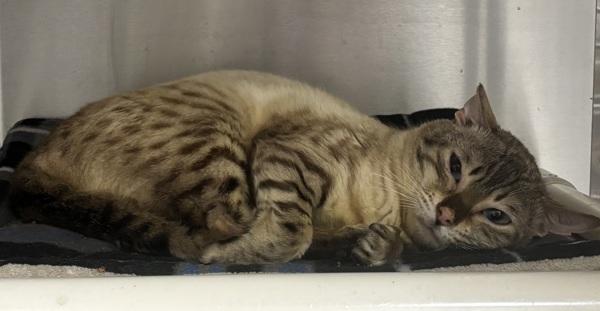 Enlarge Devere, a Adoptable mixed breed in Vancouver, WA image 2/6