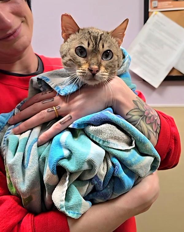 Enlarge Devere, a Adoptable mixed breed in Vancouver, WA image 3/6